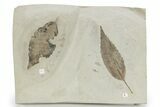 Fossil Leaf (Allophylus & Bursera) Plate - Insect Predation! #279463-1